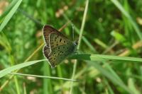 Lycaena tityrus