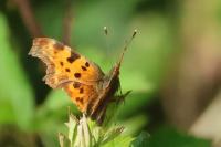 Polygonia c-album