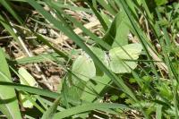 Gonepteryx rhamni