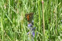Vanessa cardui