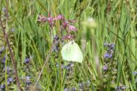 Gonepteryx rhamni