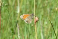 Coenonympha pamphilus