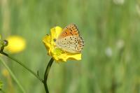 Lycaena tityrus