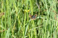Aricia agestis