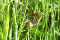 Melitaea parthenoides