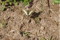 Papilio machaon