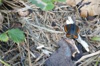 Aricia agestis