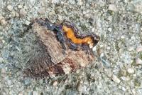 Nymphalis polychloros