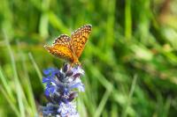 Melitaea cinxia
