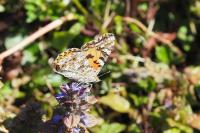Vanessa cardui