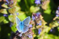 Polyommatus icarus