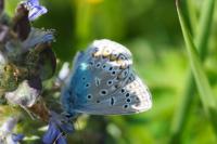 Polyommatus icarus