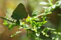 Callophrys rubi