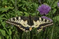 Papilio machaon
