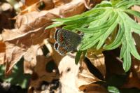 Aricia agestis