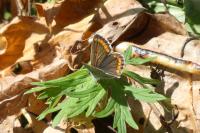 Aricia agestis