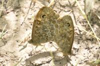 Lasiommata megera