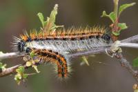 Aporia crataegi