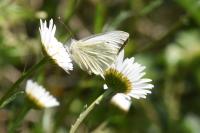 Pieris brassicae