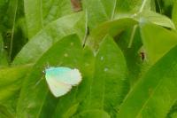 Callophrys rubi