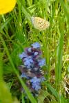 Lycaena tityrus