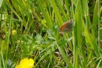 Coenonympha pamphilus
