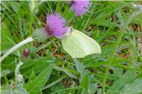 Gonepteryx rhamni
