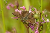 Lycaena tityrus