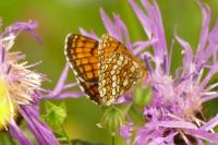 Melitaea parthenoides