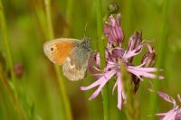 Coenonympha pamphilus