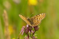 Melitaea cinxia