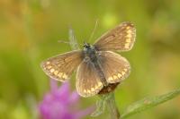 Aricia agestis