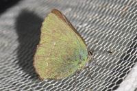 Callophrys rubi