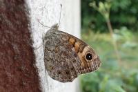 Lasiommata megera