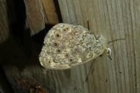 Lasiommata megera
