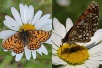Melitaea parthenoides