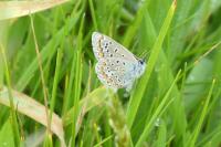 Polyommatus icarus