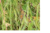 Melitaea cinxia