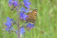 Melitaea cinxia
