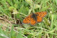 Melitaea didyma