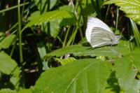 Pieris napi