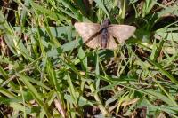 Erynnis tages