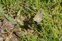 Coenonympha pamphilus