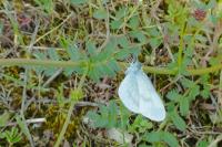 Leptidea sinapis