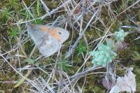 Coenonympha pamphilus