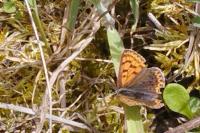 Lycaena tityrus