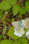 Callophrys rubi
