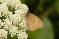 Maniola jurtina