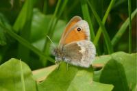 Coenonympha pamphilus