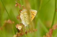 Lycaena tityrus